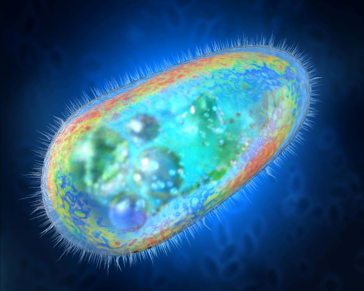 3D illustration of transparent and colorful protozoa or unicellular organism